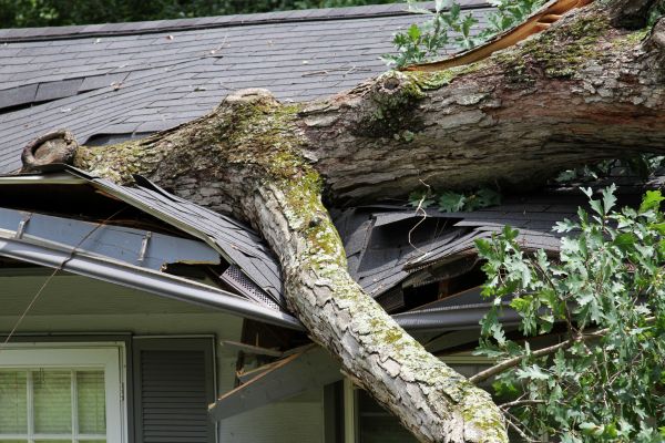 Cost of Storm Remediation in Cartersville